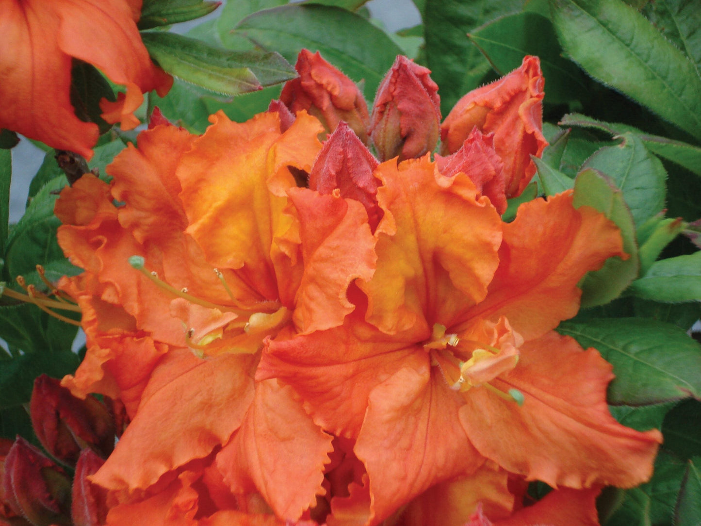 AZALEA mollis 'Gibraltar'