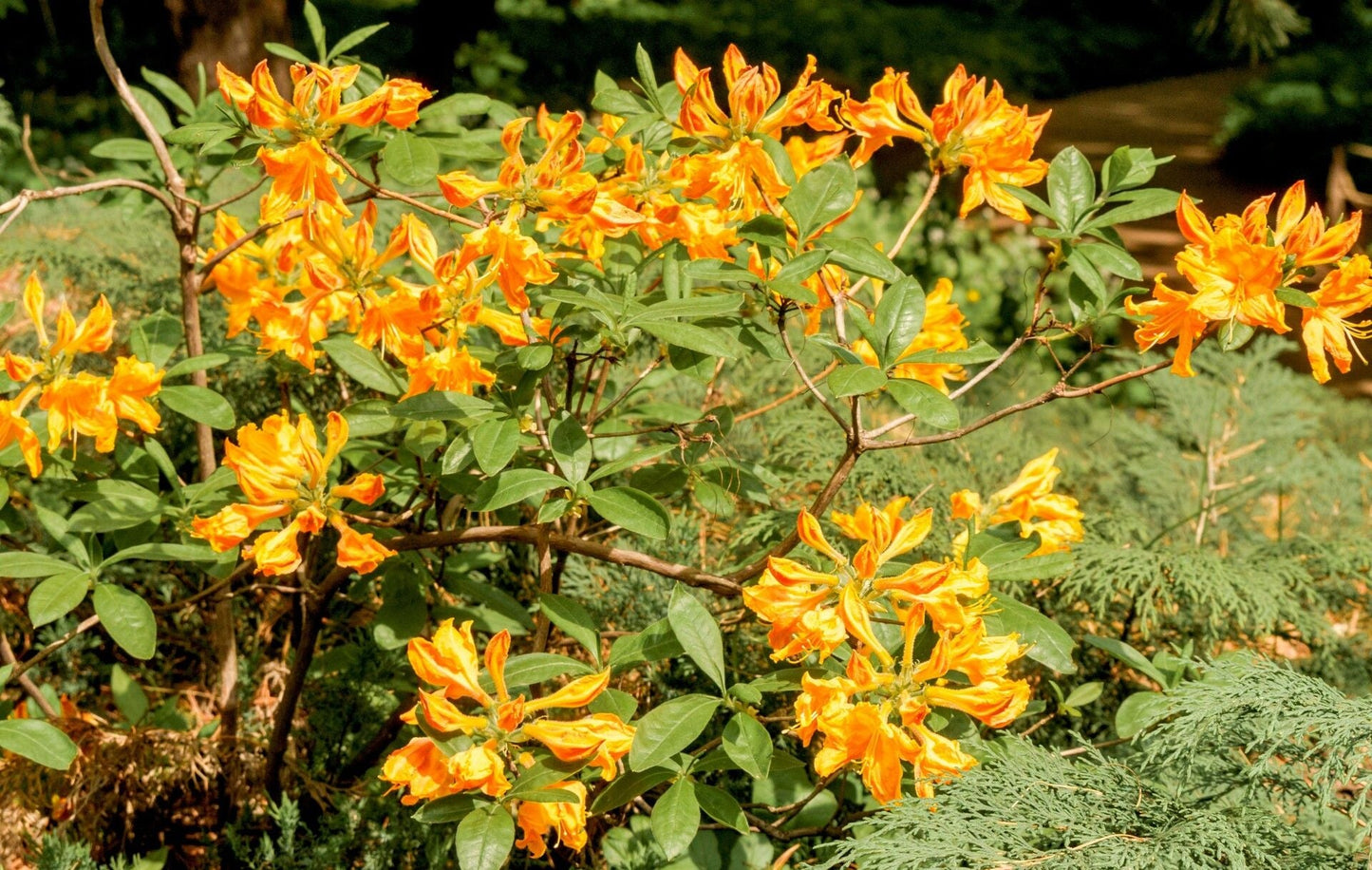 AZALEA mollis 'Klondyke'