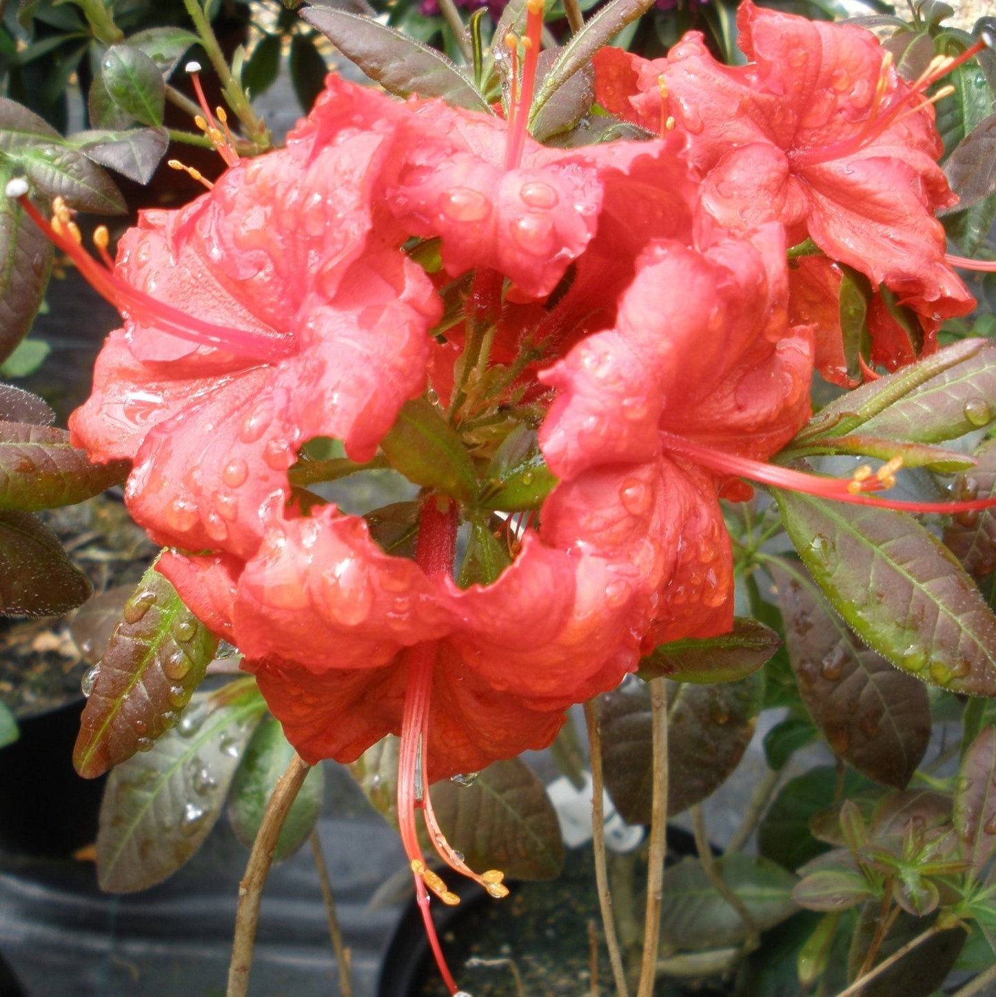 AZALEA mollis 'Royal Command'