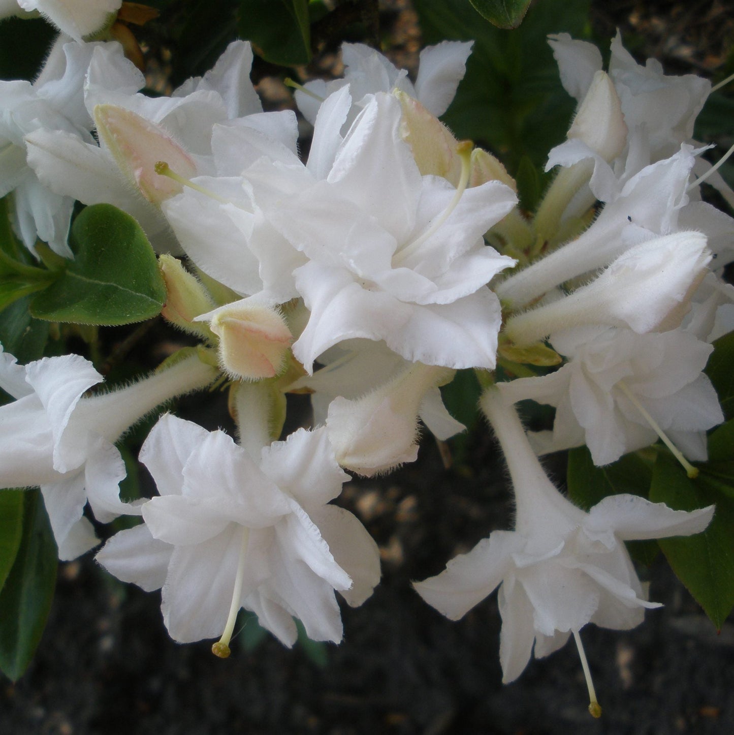 AZALEA mollis 'Whitethroat'