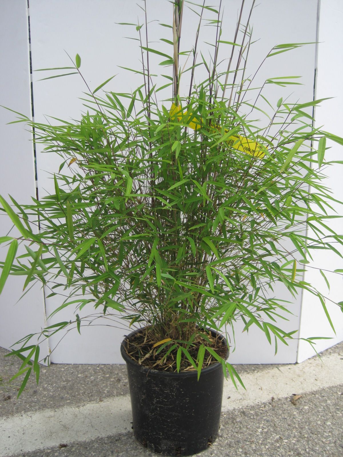 BAMBUSA fargesia angustissima