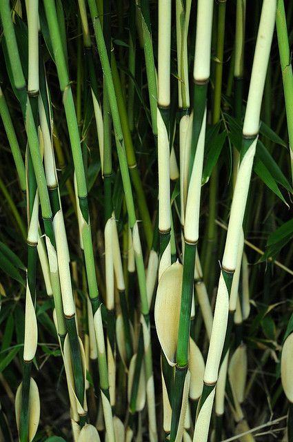 BAMBUSA fargesia robusta 'Pingwu'