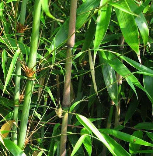 BAMBUSA fargesia robusta 'Wolong'