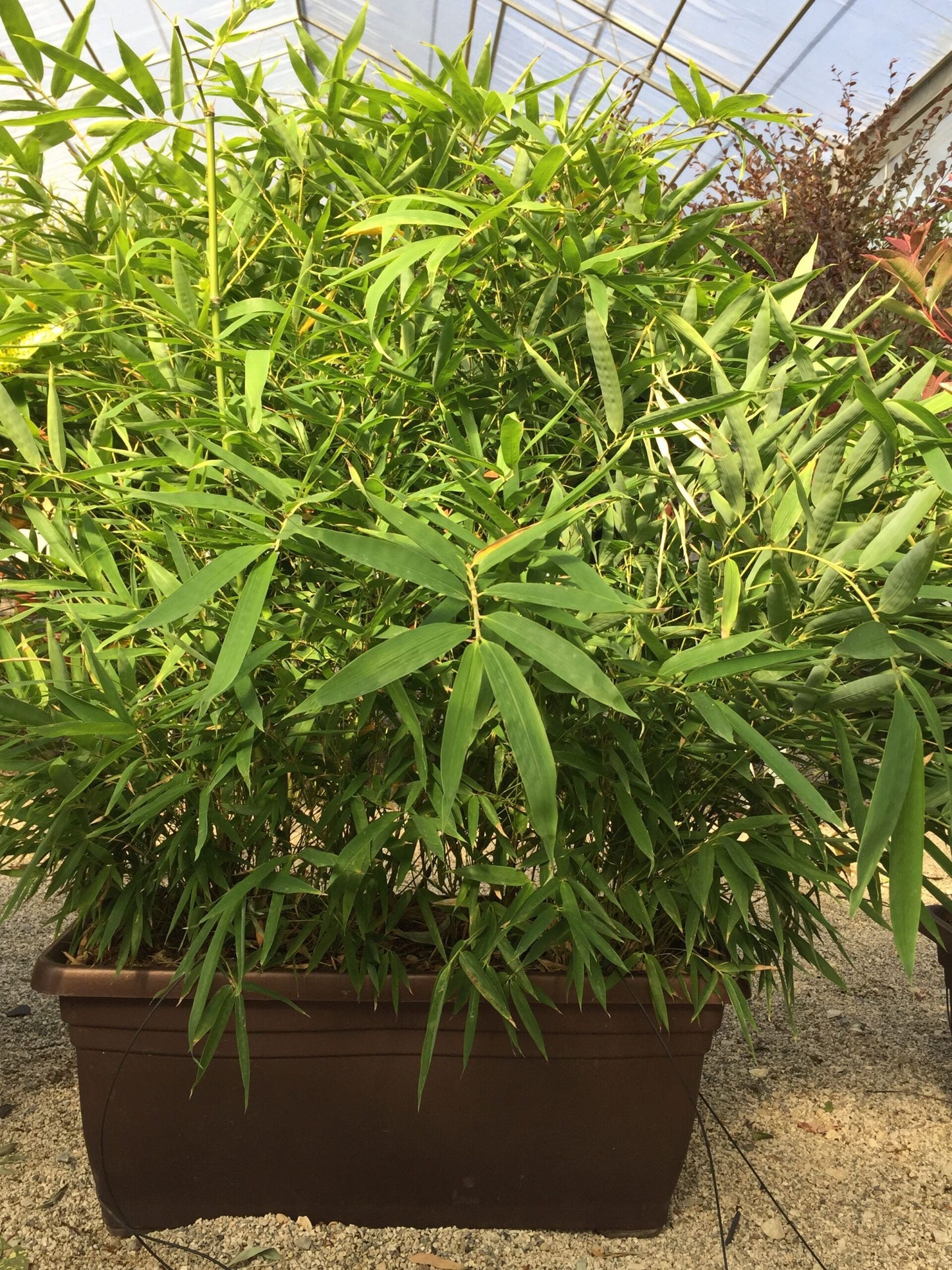 BAMBUSA Pseudosasa japonica