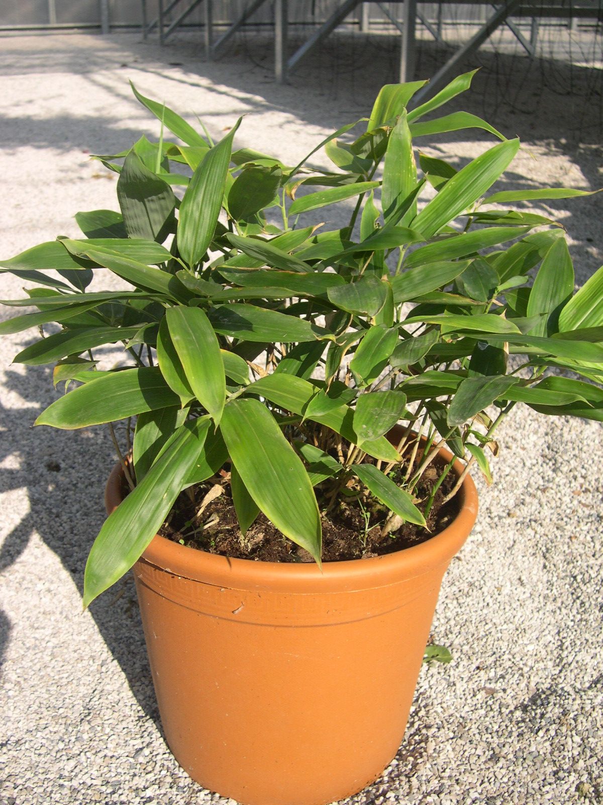 BAMBUSA 'Sasa Veitchii'