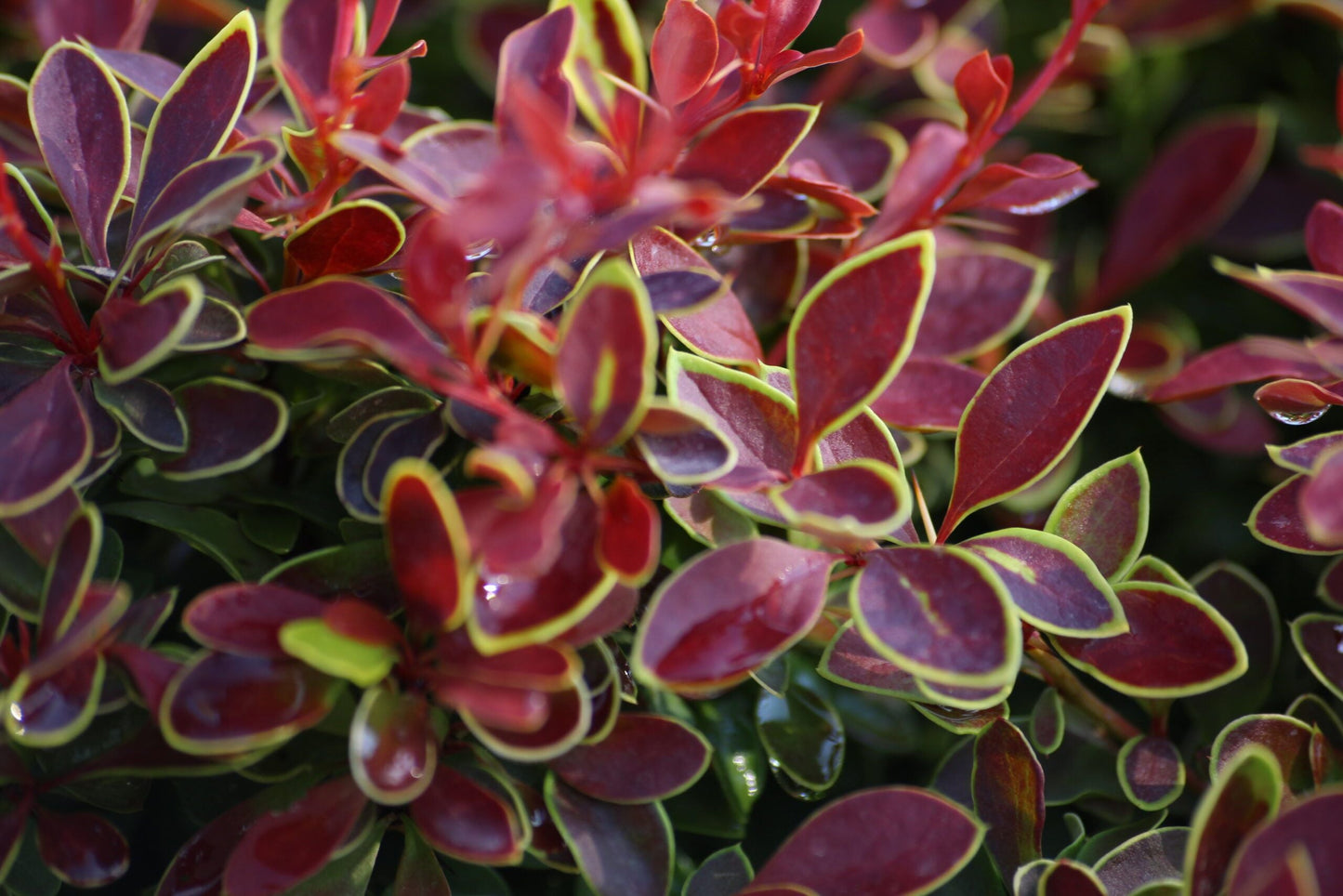 BERBERIS thunbergii 'Admiration' ®