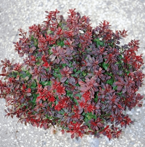 BERBERIS thunbergii 'Bagatelle'