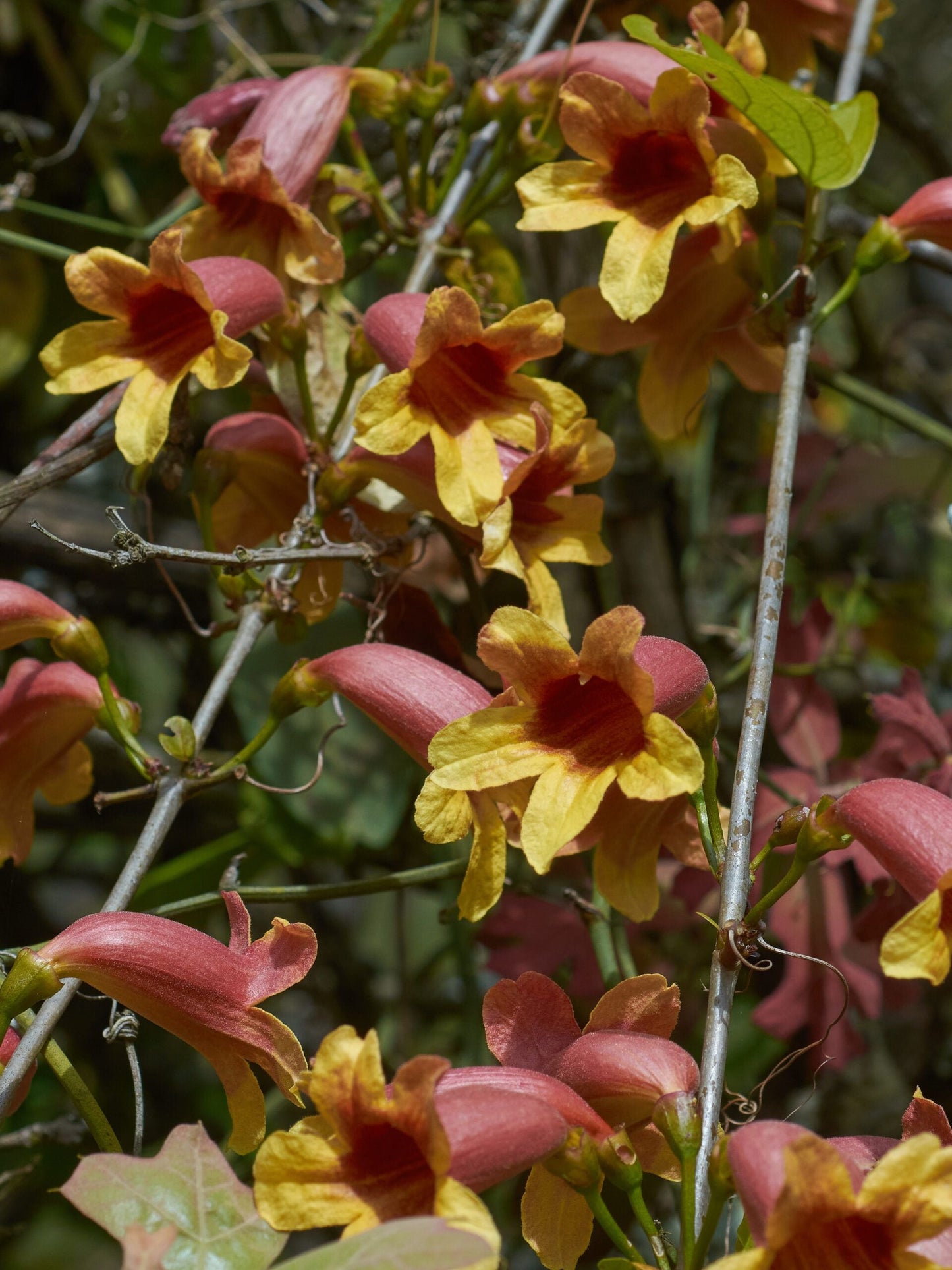 BIGNONIA capreolata