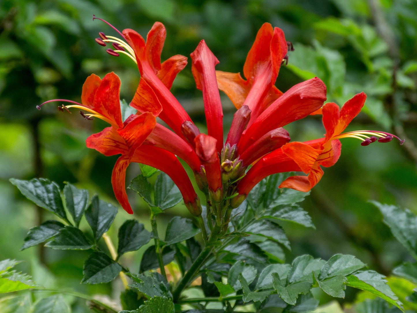 BIGNONIA capensis