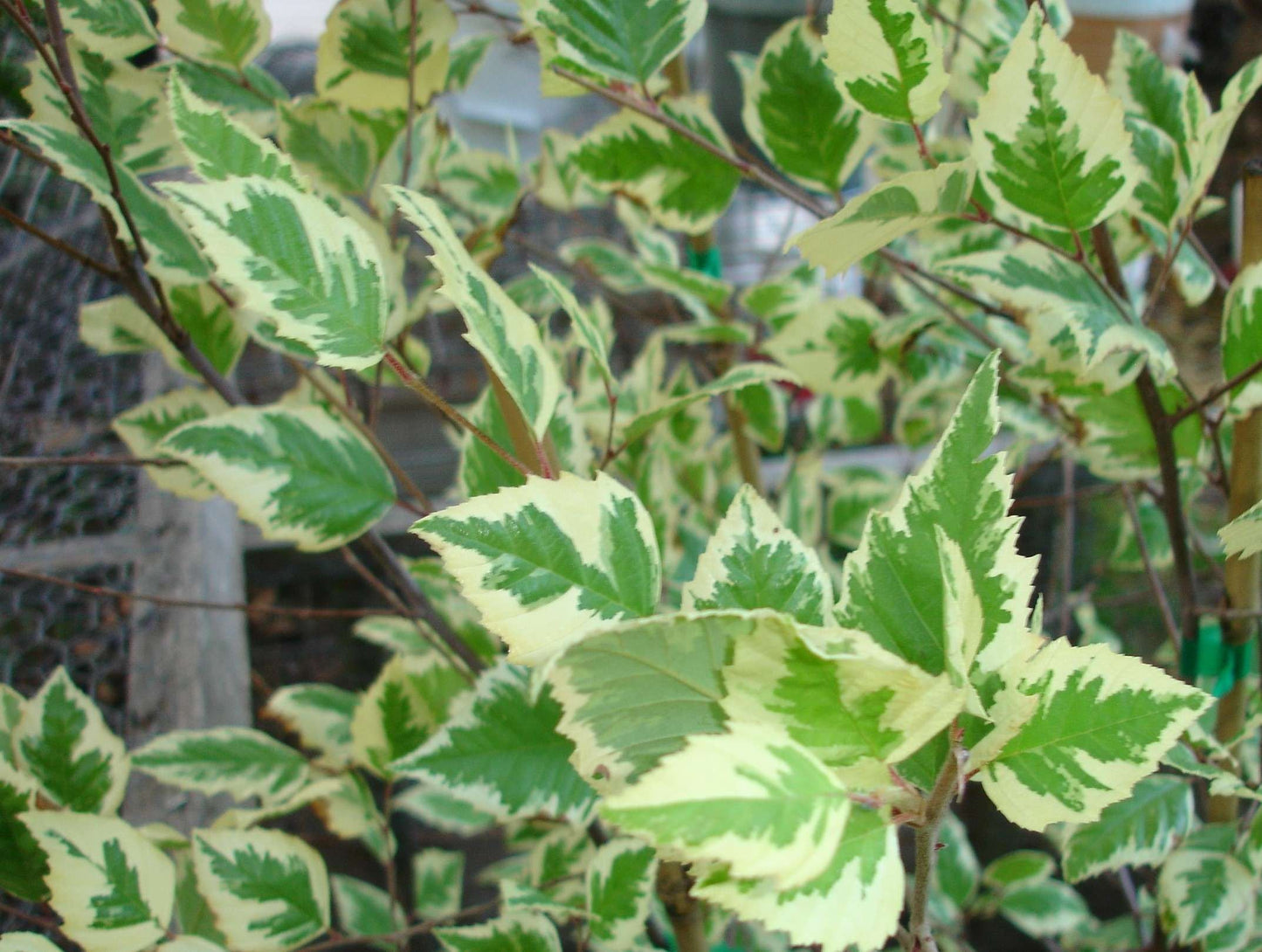 BETULA nigra 'Shiloh splash'