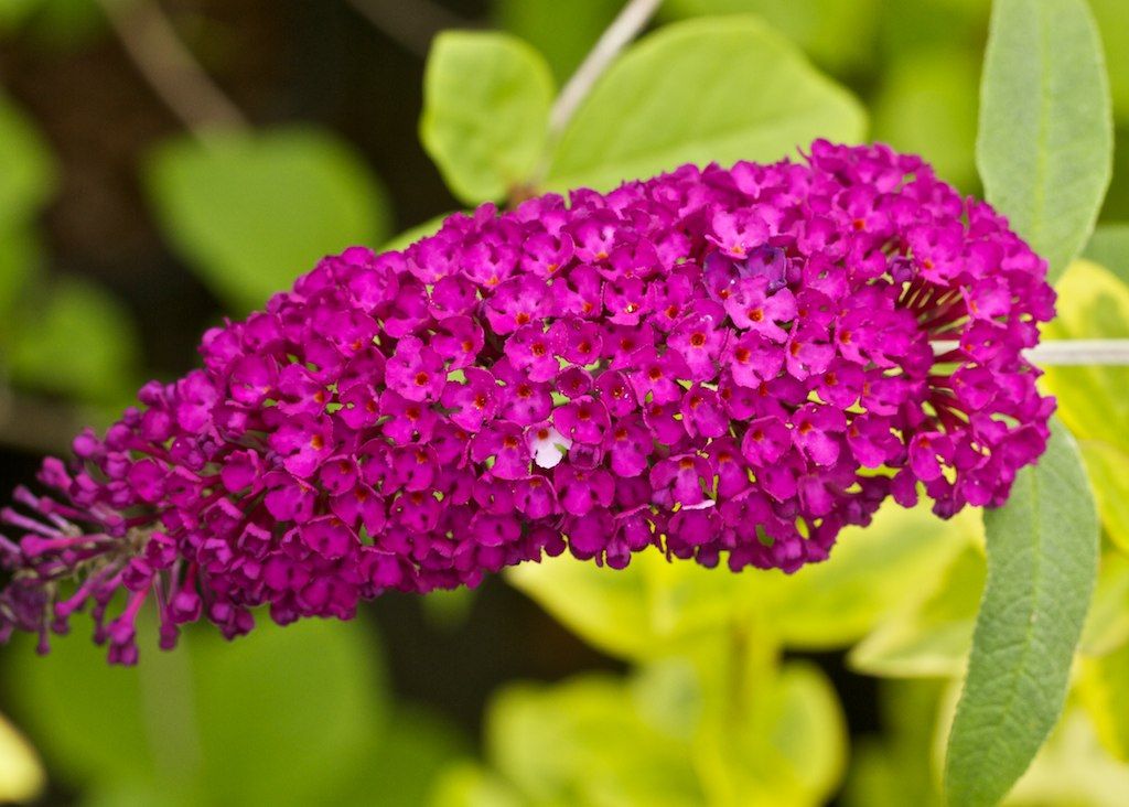 BUDDLEIA davidii 'Royal Red'