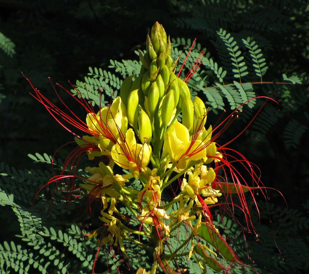 CAESALPINIA gilliesii