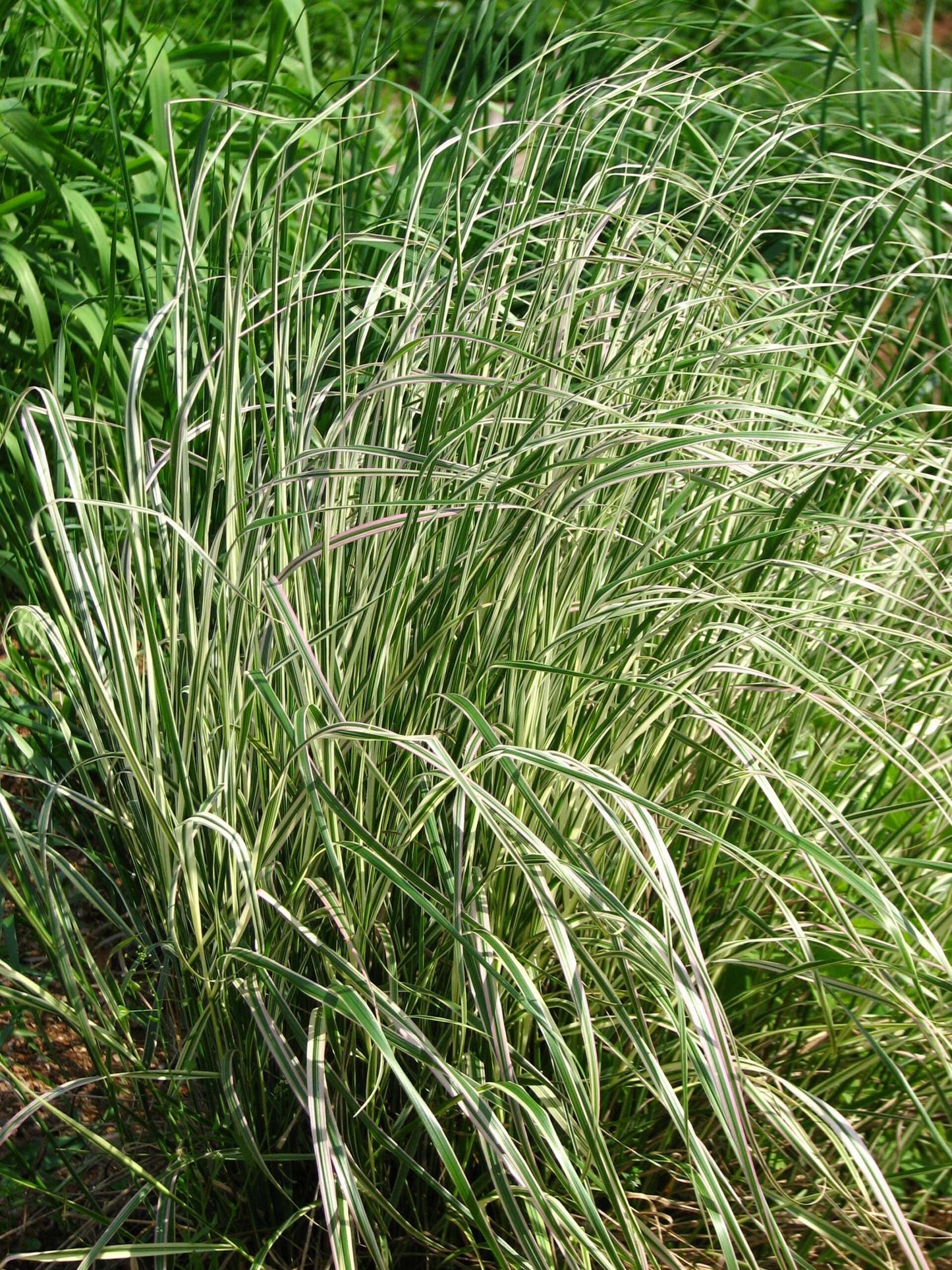 CALAMAGROSTIS x acutiflora 'Overdam'