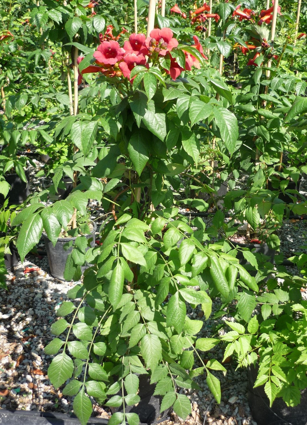 CAMPSIS radicans 'Stromboli'