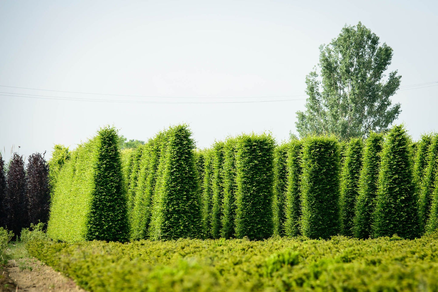 CARPINUS betulus 'Fastigiata'