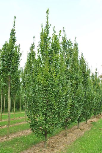 CARPINUS betulus 'Lucas'