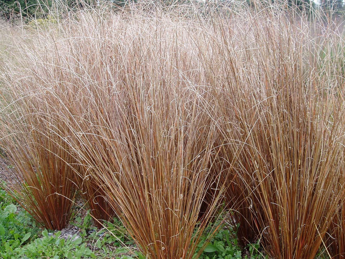 CAREX buchananii