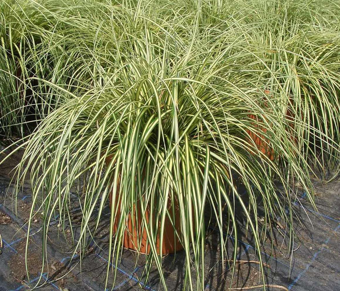 CAREX oshimensis 'Evergold'