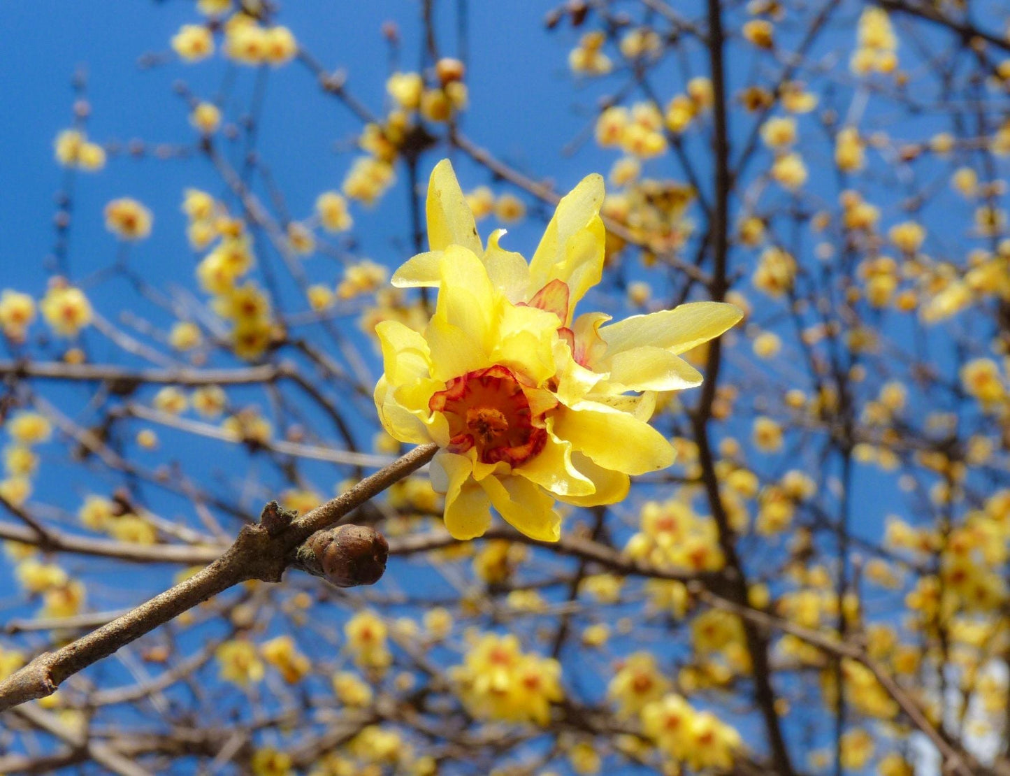 CALYCANTHUS praecox