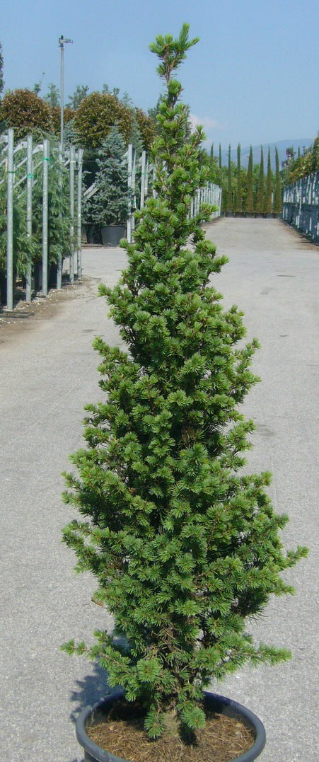 CEDRUS atlantica 'Fastigiata'