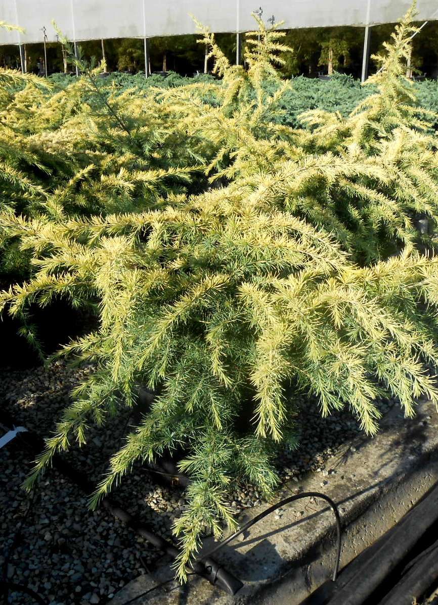 CEDRUS deodara 'Golden Horizon'