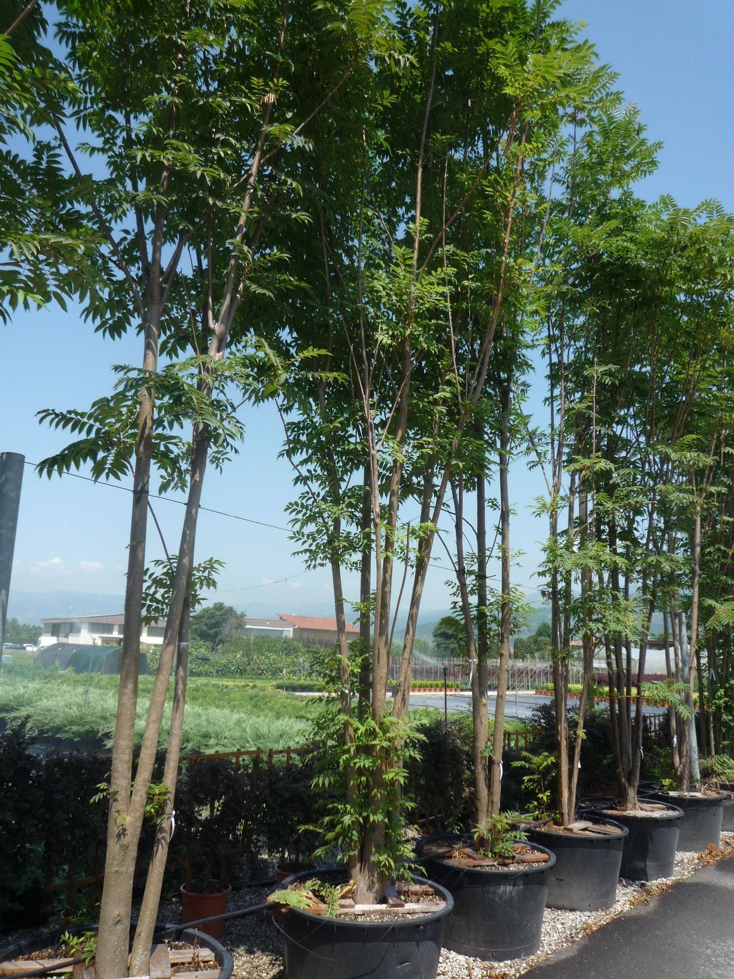 CEDRELA sinensis
