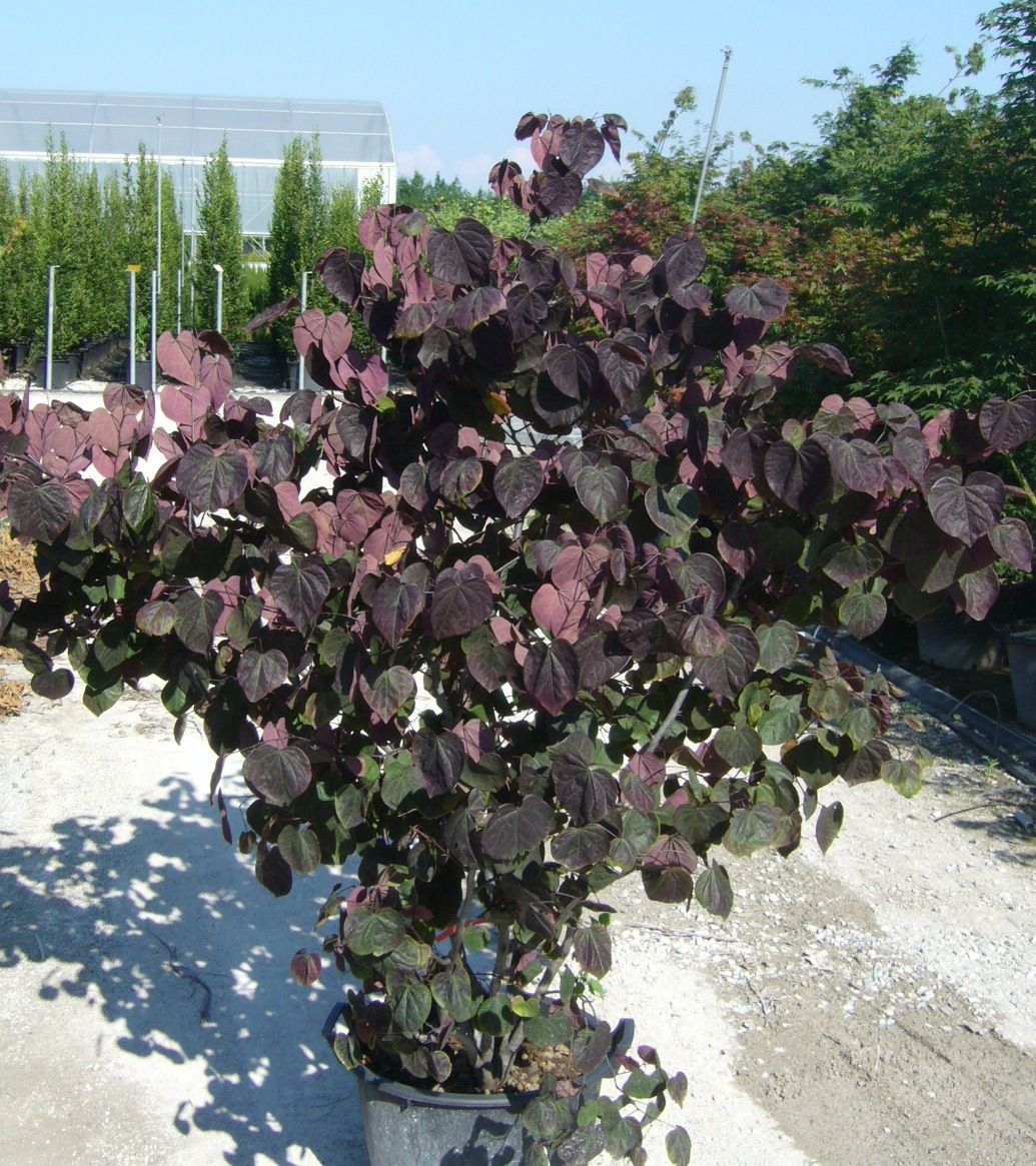 CERCIS canadensis 'Forest Pansy'