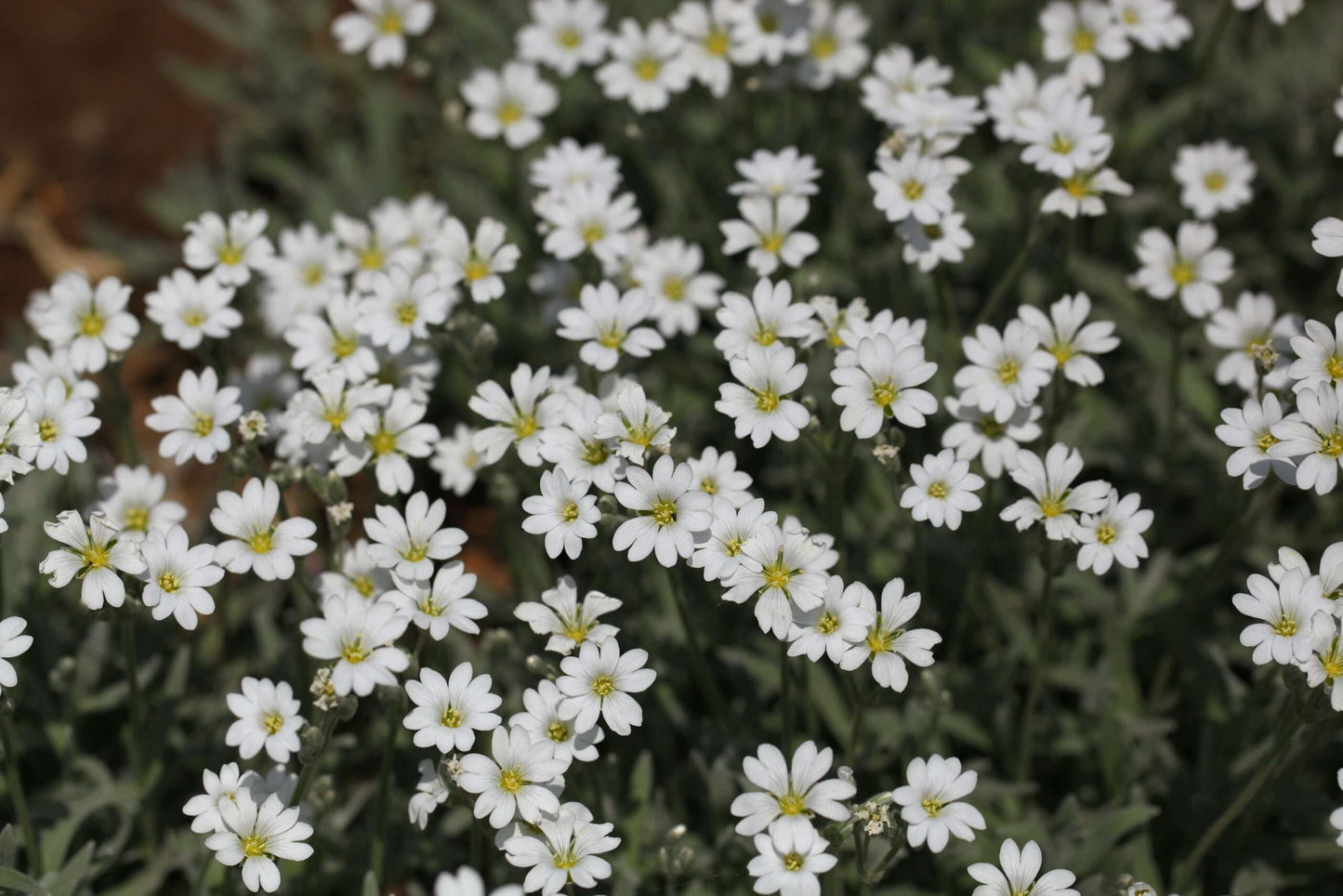 CERASTIUM tomentosum
