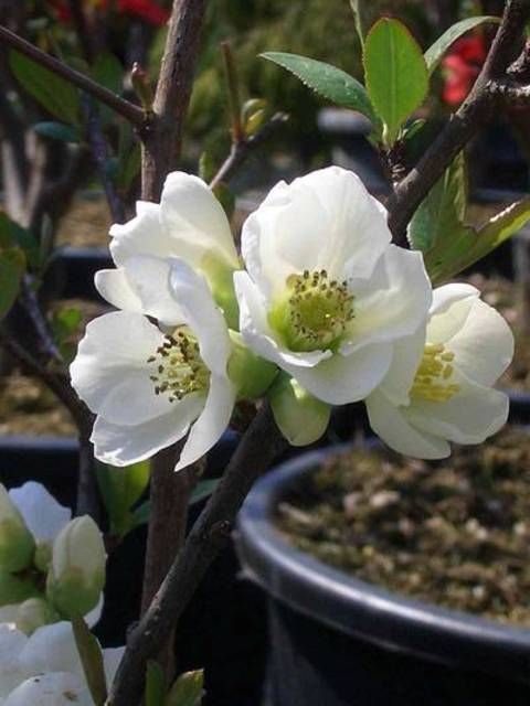 CHAENOMELES japonica 'Grand Alba'