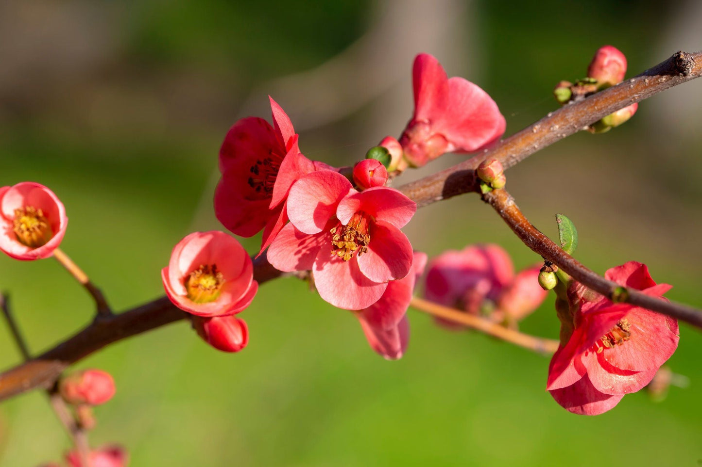 CHAENOMELES speciosa 'Hot Fire'