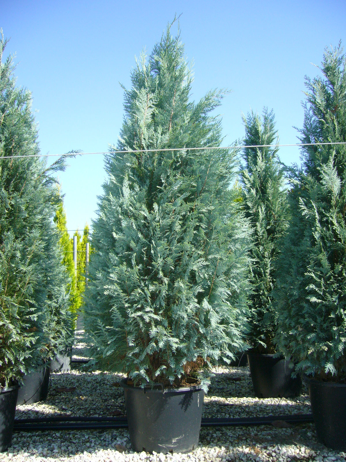 CHAMAECYPARIS lawsoniana 'Columnaris Glauca'