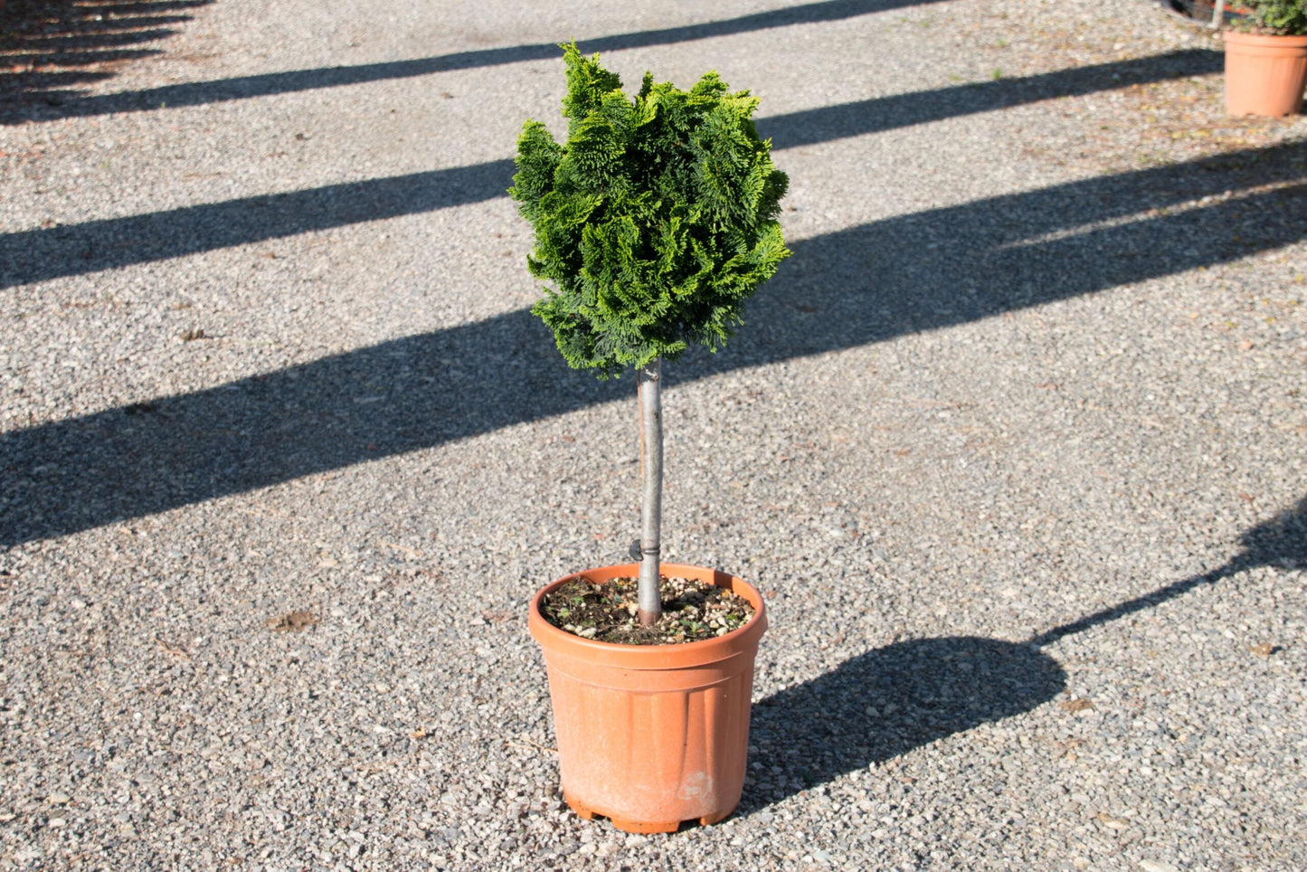 CHAMAECYPARIS obtusa 'Aurora'