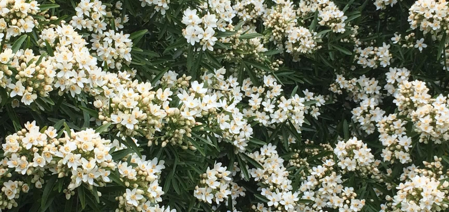 CHOISYA x dewitteana 'Aztec Pearl'