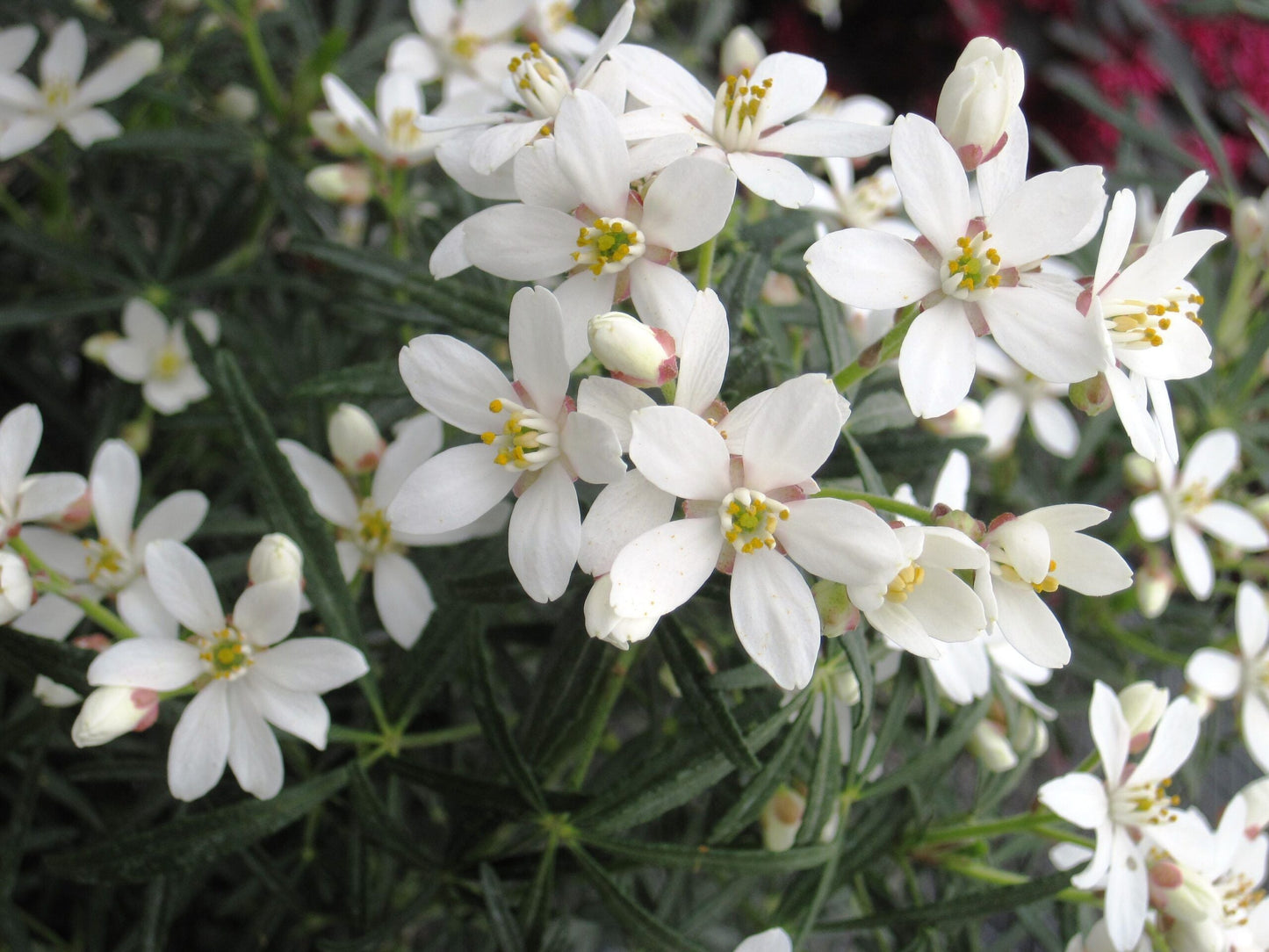 CHOISYA x dewitteana 'White Dazzler' ®