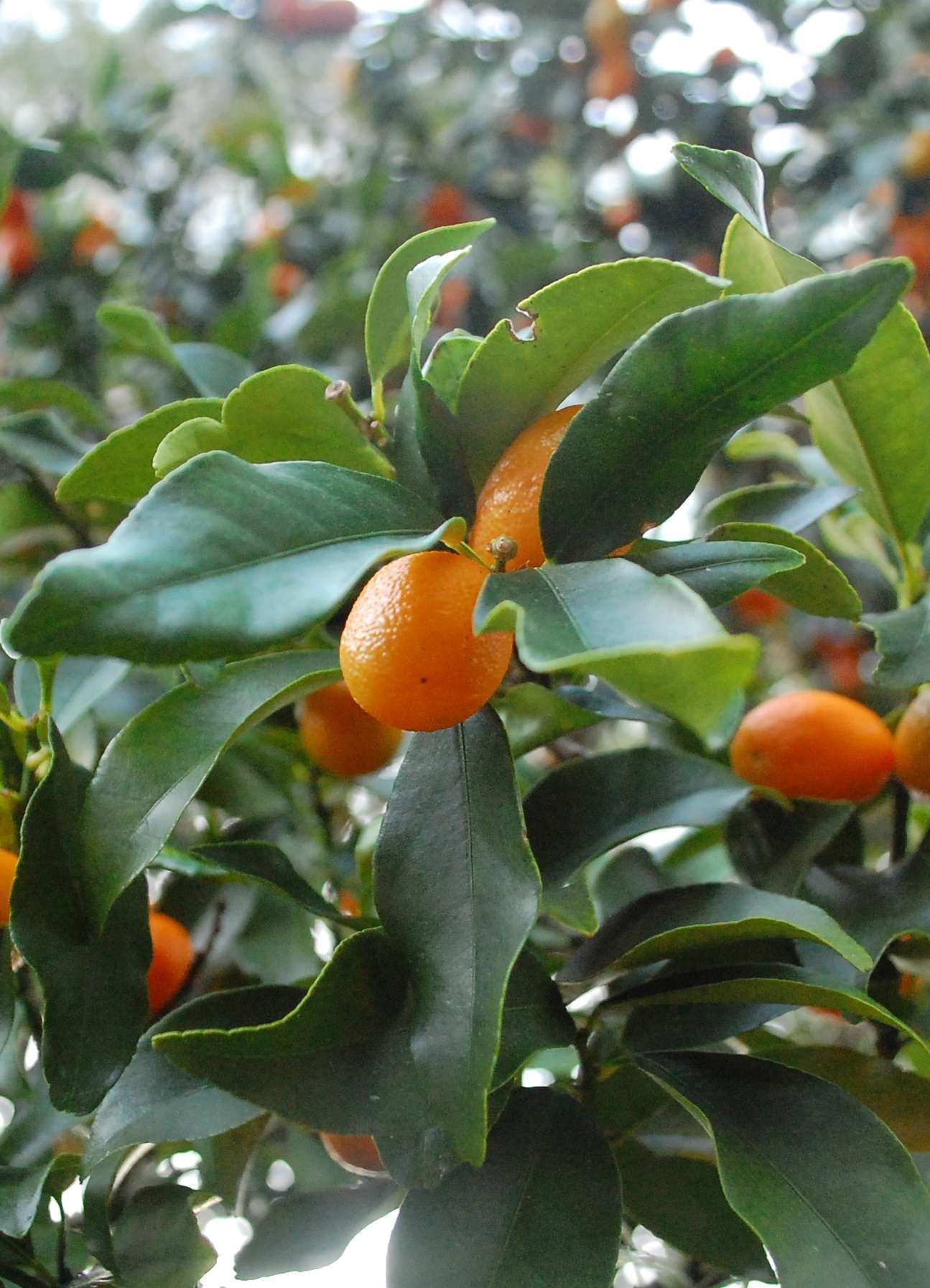 CITRUS kumquat 'Nagami'