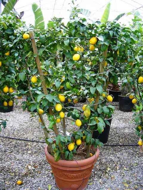 CITRUS x limon