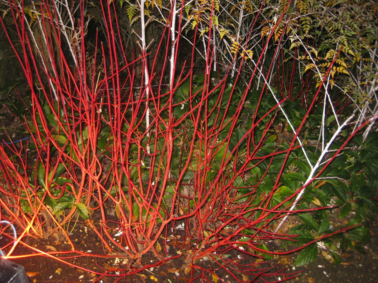 CORNUS alba 'Baton Rouge'