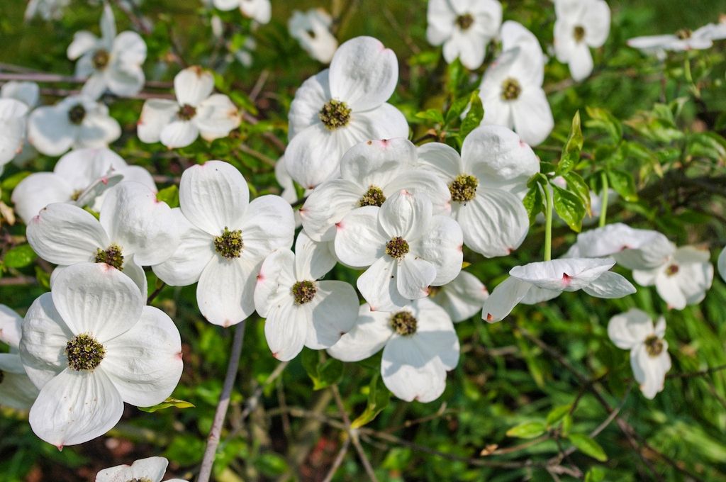 CORNUS x 'Eddie's White Wonder'