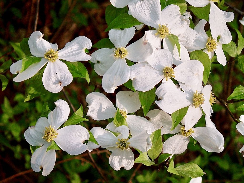 CORNUS florida