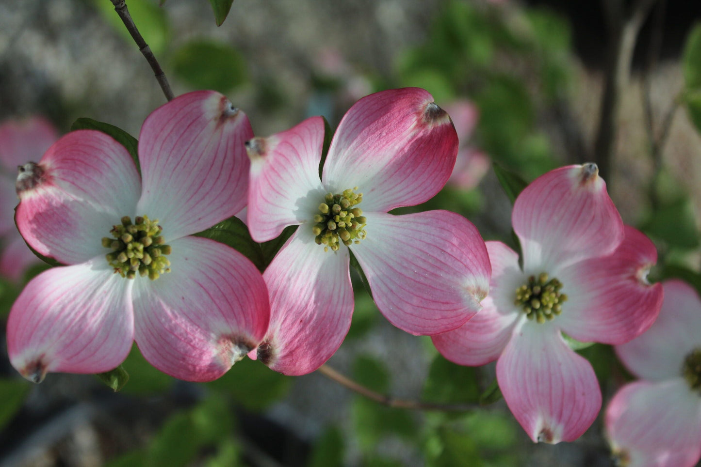 CORNUS florida 'Cherokee Brave'