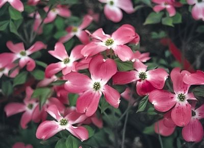 CORNUS florida 'Cherokee Chief'