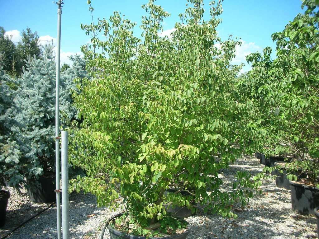 CORNUS kousa