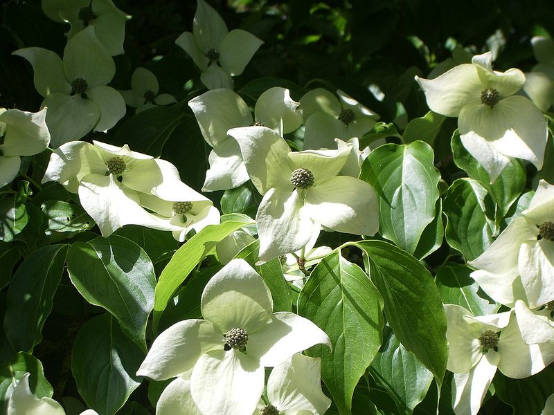 CORNUS kousa 'China Girl'