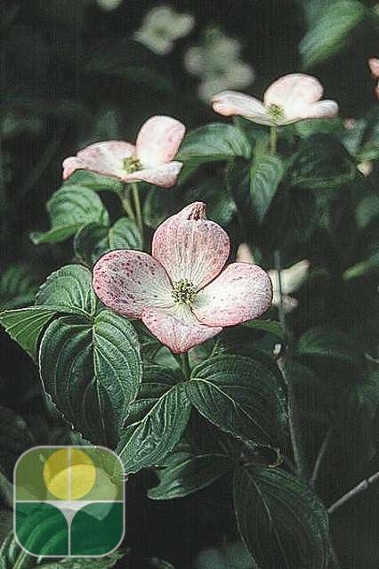 CORNUS kousa 'Satomi'