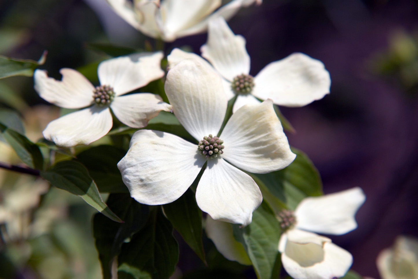 CORNUS x 'Ruth Ellen'