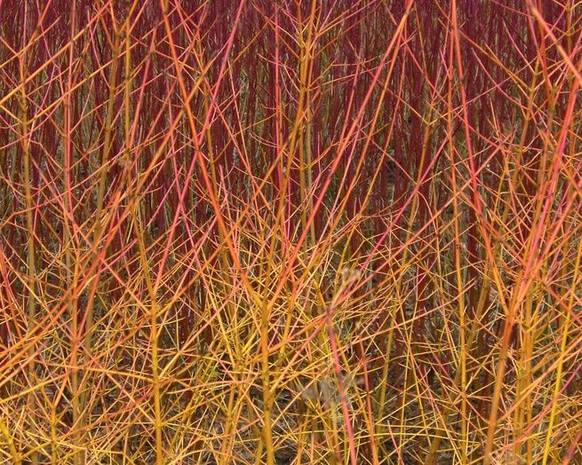 CORNUS sanguinea 'Midwinter Fire'