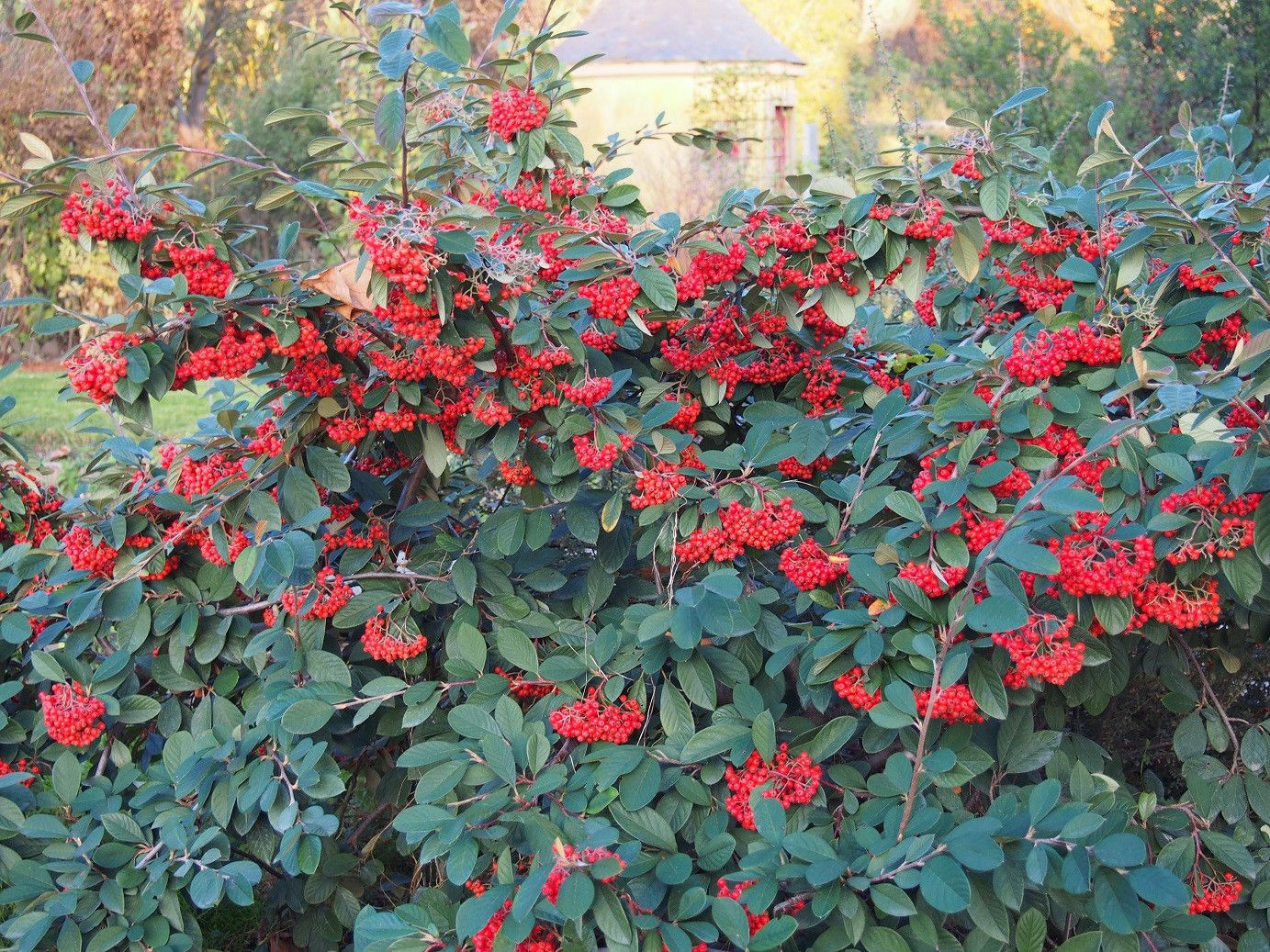 COTONEASTER lacteus