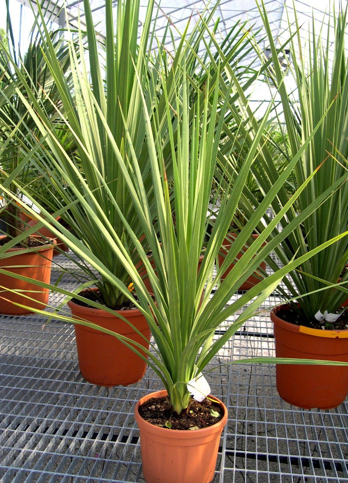 CORDYLINE australis