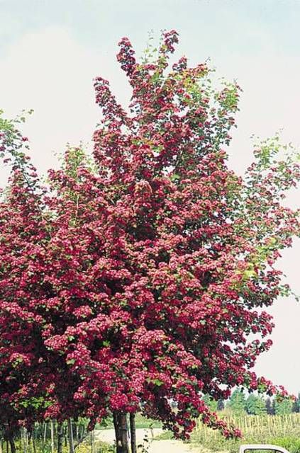 CRATAEGUS laevigata' Paul's Scarlet'