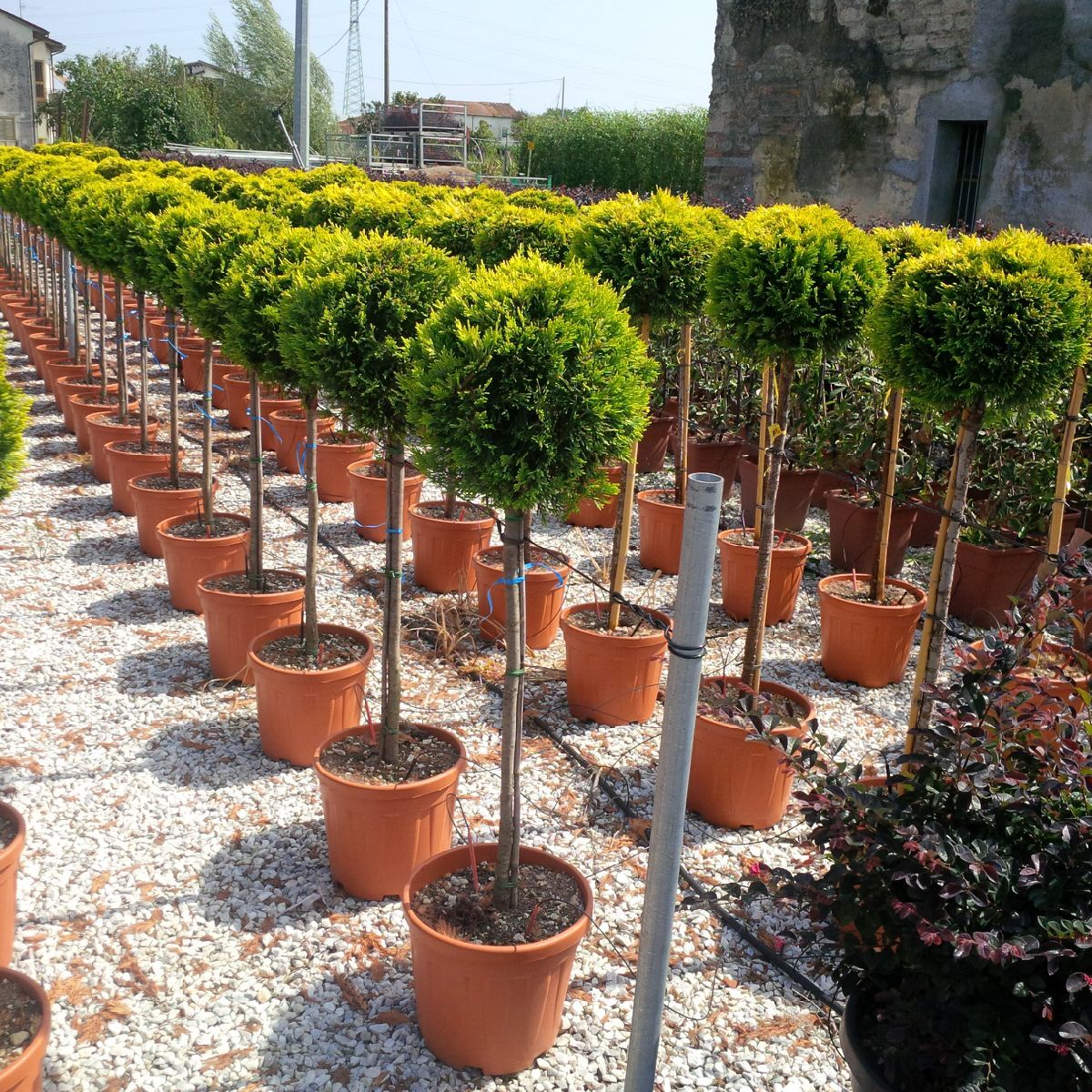 CUPRESSOCYPARIS leylandii 'Gold Rider'